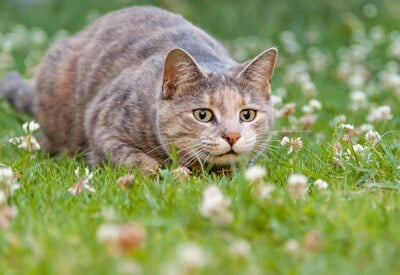 why do cats wiggle their bums before they pounce?