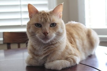 Cat Loaf Position