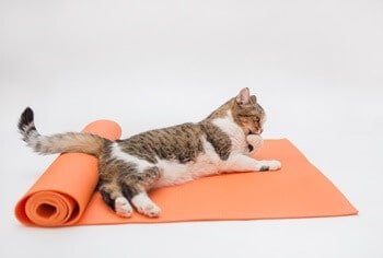 Cat Lying Flat on Stomach