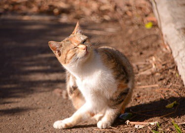 Cat scratching neck raw