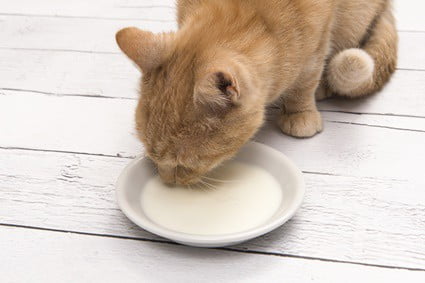 alternatives to milk for cats