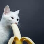 are bananas good for cats?