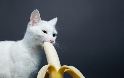 are bananas good for cats?