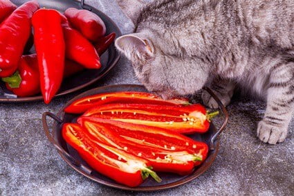 are cats affected by capsaicin?