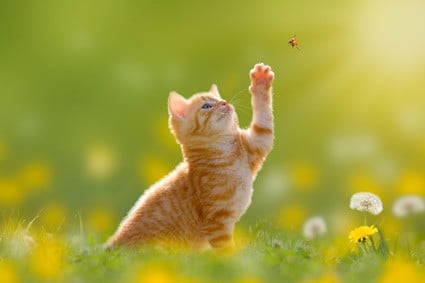 are ladybugs toxic to cats?