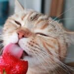 are strawberries good for cats?