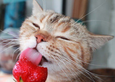 are strawberries good for cats?