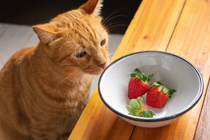 are strawberries toxic to cats?