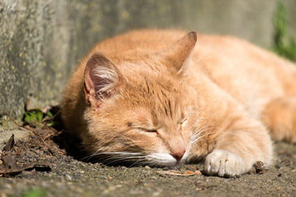 bald spot under cat's eye