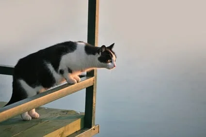 can a cat jump from the second floor?