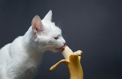 can cats digest bananas?