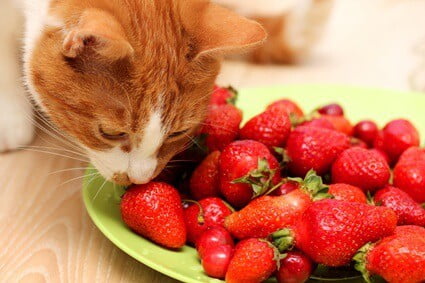 can cats eat strawberries?