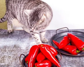 can spicy food hurt cats?