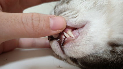 cat has black spots on gums