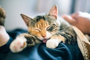 cat lying with paws out