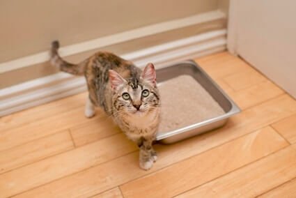 cat meowing when trying to poop