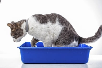 cat meows while going to the bathroom