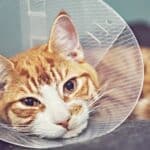 cat neck wound protection