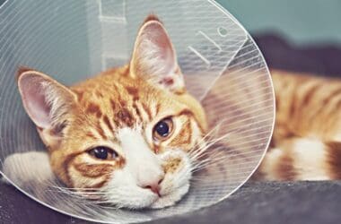 cat neck wound protection