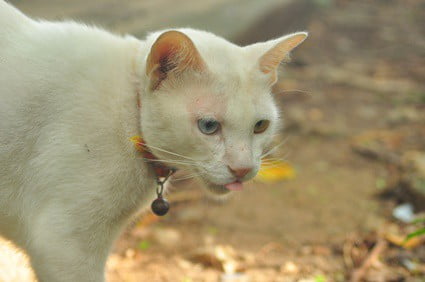 cat nose changes from pink to white