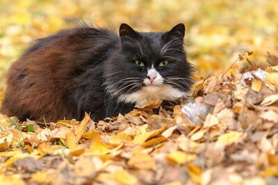 What Causes A Cat's Nose To Change Color? — Senior Cat Wellness