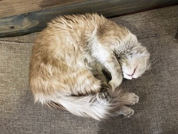 cat sleeping in fetal position