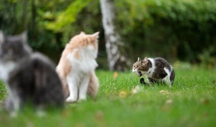 cat throwing up saliva foam