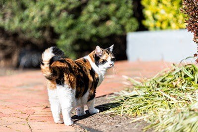 cat unsteady on back legs