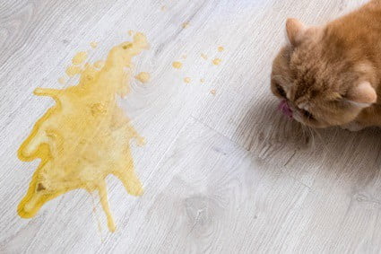 cat vomiting brown smelly liquid