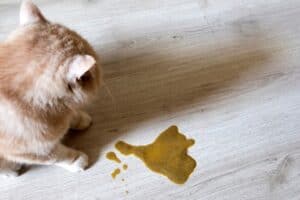 Picture of Why is My Cat Throwing Up Brown Liquid? - Senior Cat Wellness