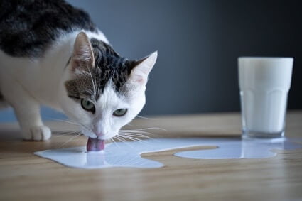 difference between cat milk and lactose-free milk