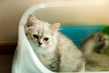 do cats clean themselves after pooping?