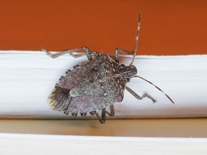 do stink bugs make cats sick?