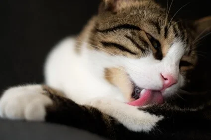 how clean are cats’ tongues?