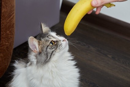 how much banana is safe for cats?