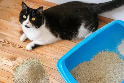 Cat Not Cleaning Bum Properly What Should I Do