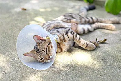 how to keep a cat from scratching a neck wound