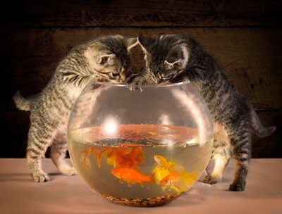 how to keep cat away from fish bowl