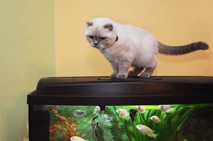 how to keep cat off top of fish tank