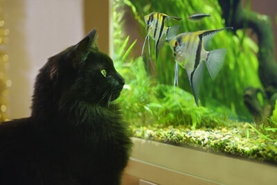 how to stop cat from jumping on fish tank