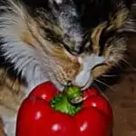 is spicy food bad for cats?