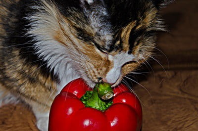 is spicy food bad for cats?