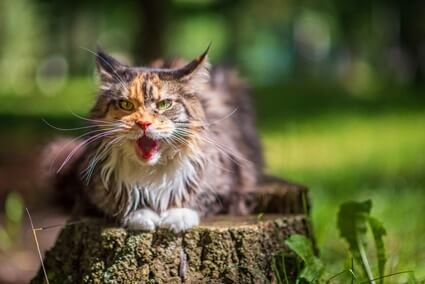 Cat Wont Stop Meowing For Food