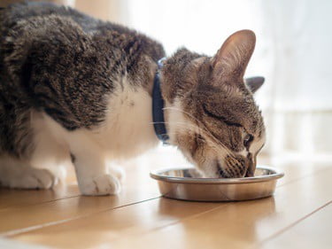 trouble swallowing in cats