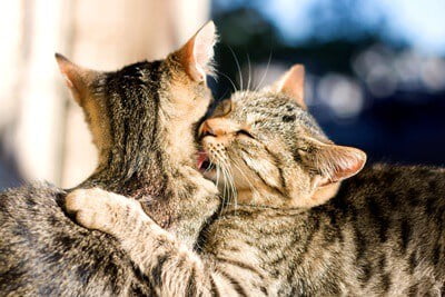 why do cats lick each other then hit each other?