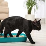 why-does-my-cat-howl-before-and-after-using-litter-box