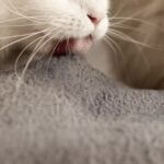 why-does-my-cat-lick-my-blanket-and-purr