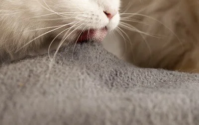 why-does-my-cat-lick-my-blanket-and-purr