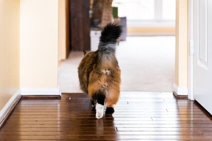 why is my cat suddenly having trouble walking?