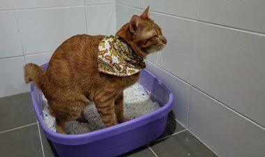 How can I get my senior cat to poop?